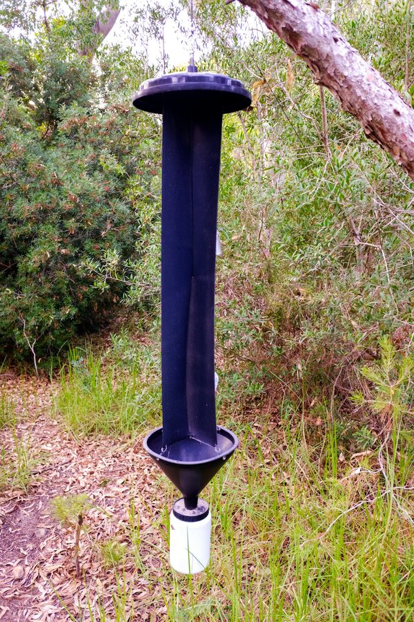 How to Use Pheromone Diffusers to Calm an Aggressive Cat?